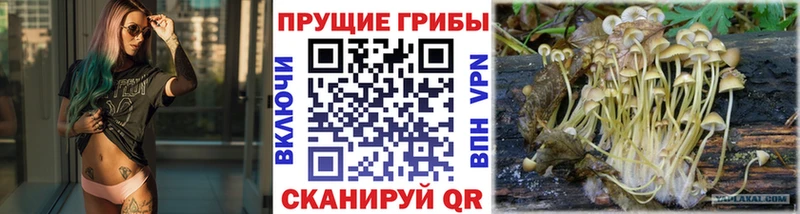 Псилоцибиновые грибы Psilocybe  даркнет формула  Белокуриха 